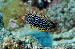 Leopard Wrasse by Mark Hoevenaars 